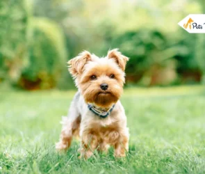 Yorkshire Terrier Dog Breed