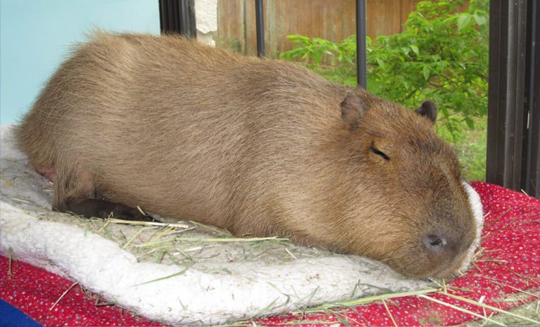 capybara pillow pet