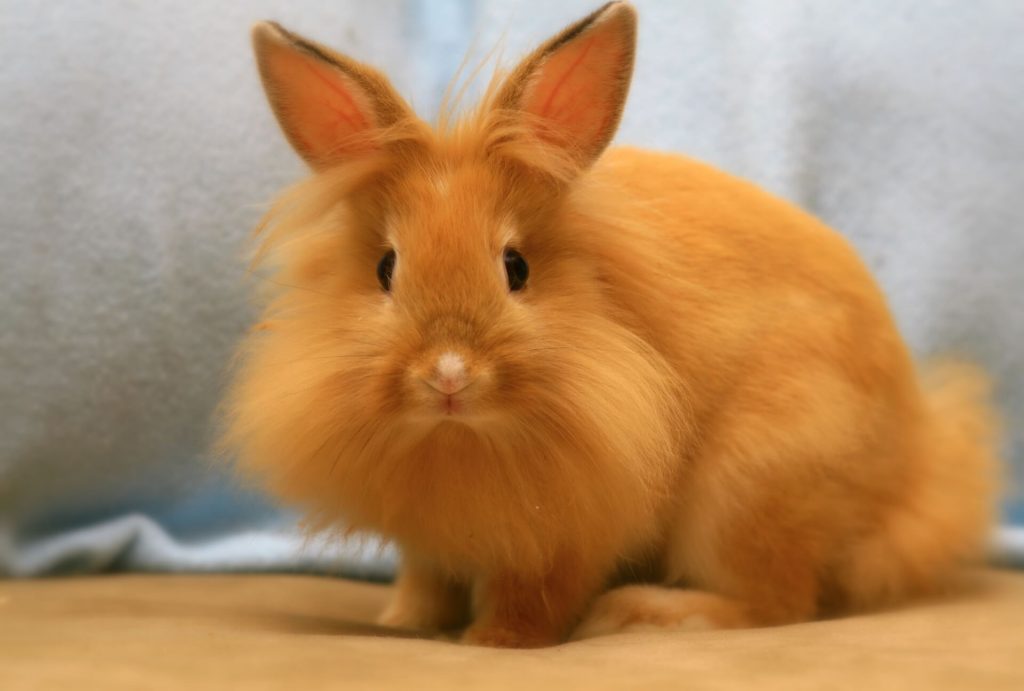 Lionhead Rabbit A Complete Guide And Their Health Concerns