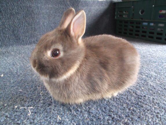 Netherland Dwarf Rabbit Top Facts Breed Guide