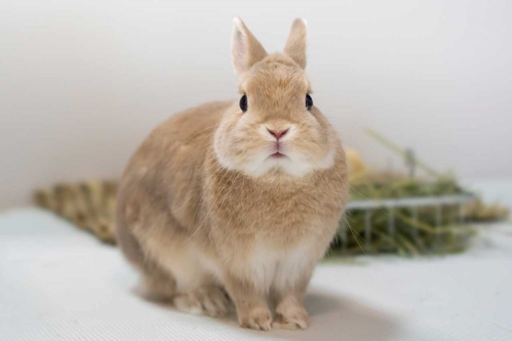 netherland dwarf rabbit