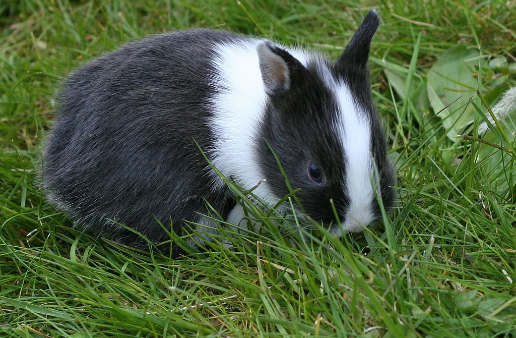 netherland dwarf rabbit 