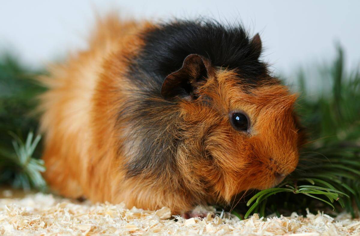 Abyssinian Guinea Pig