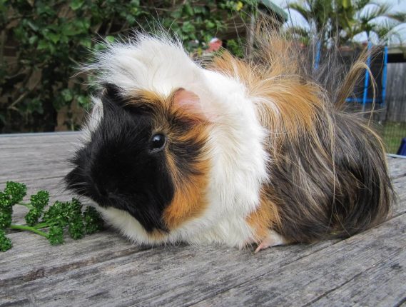 Guinea pig IgG-HRP