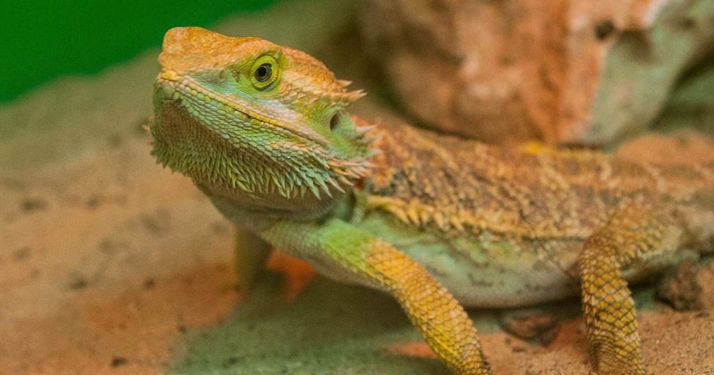 Interesting Facts About Baby Bearded Dragon | Pets Nurturing