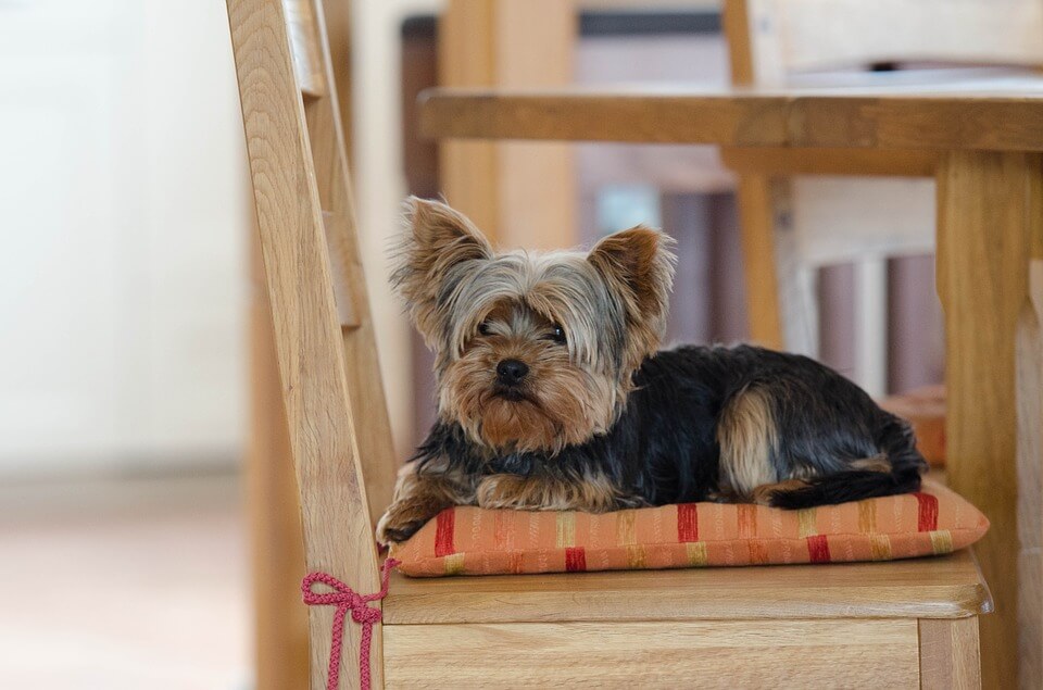 Yorkshire Terrier: Best Small House Dogs