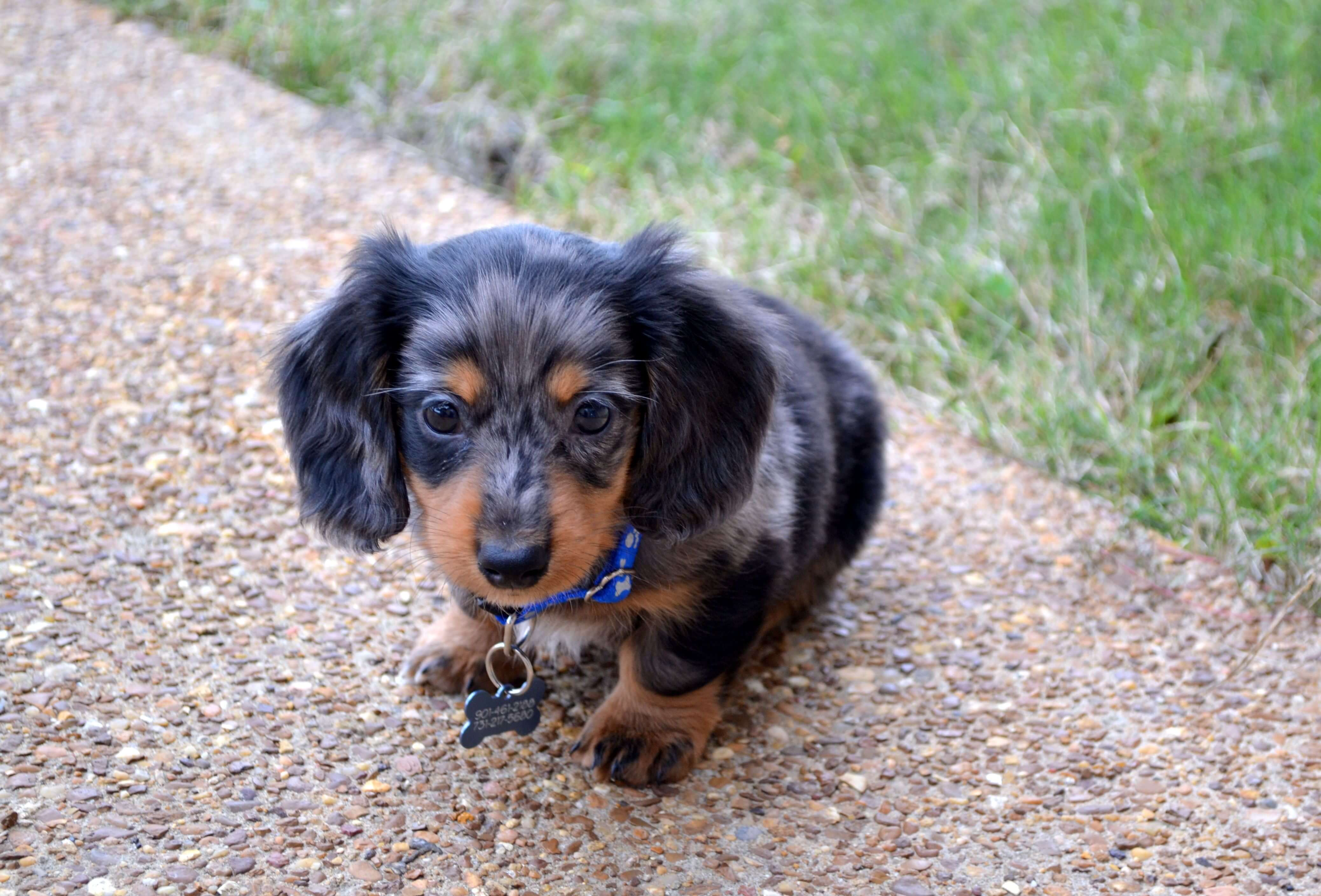 Best Dog Breeds That Are Small - DOG BREAD