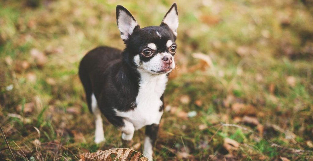 Best Small House Dogs That Make Perfect Companions