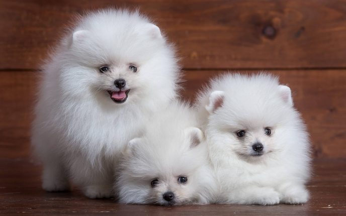 Best Small House Dogs 9 688x430 