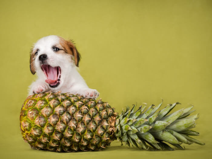 Can Dogs Eat Pineapples