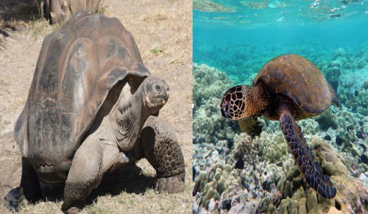 Differences Between Turtle And Tortoise