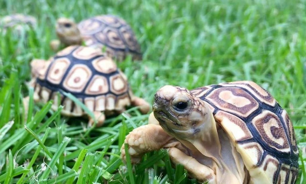 What are the Key Differences Between Turtle And Tortoise?