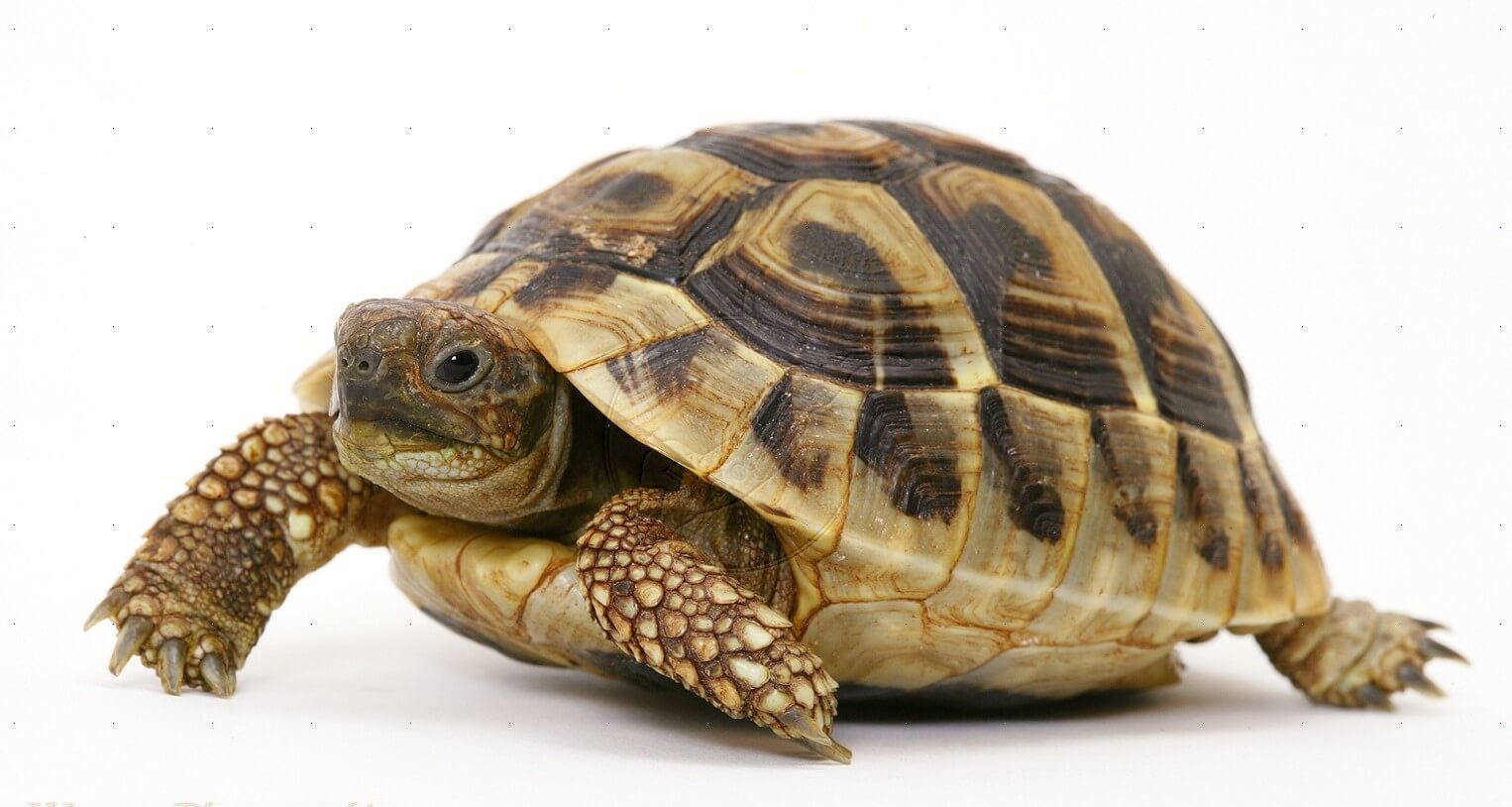 Differences Between Turtle And Tortoise