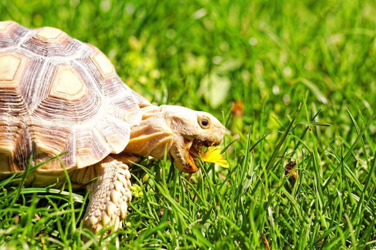 Differences Between Turtle And Tortoise