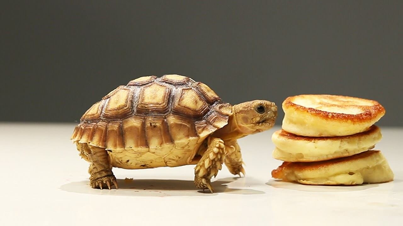 Differences Between Turtle And Tortoise