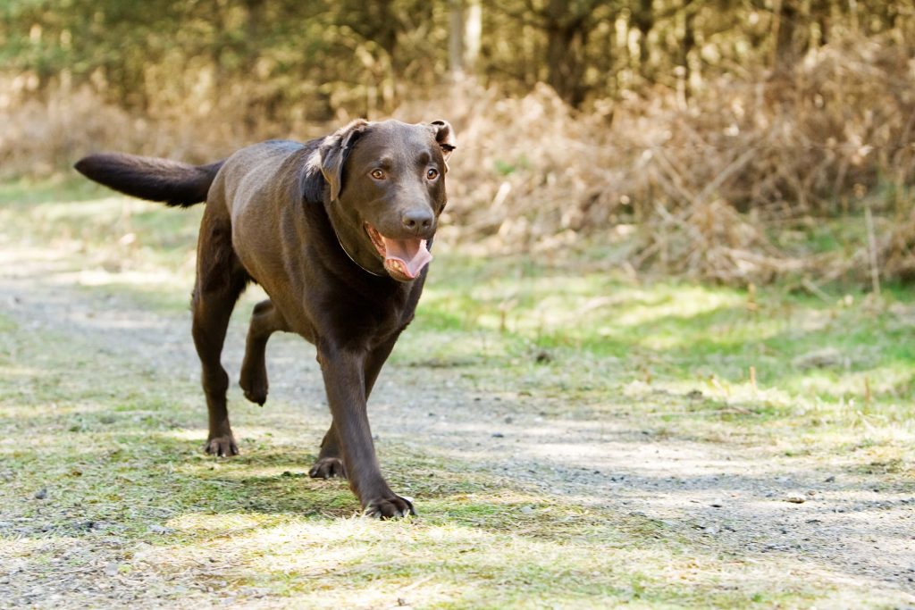 Why Should My Dog Limping Get Reason Pets Nurturing why-should-my-dog-limping-get-reason-pets-nurturing