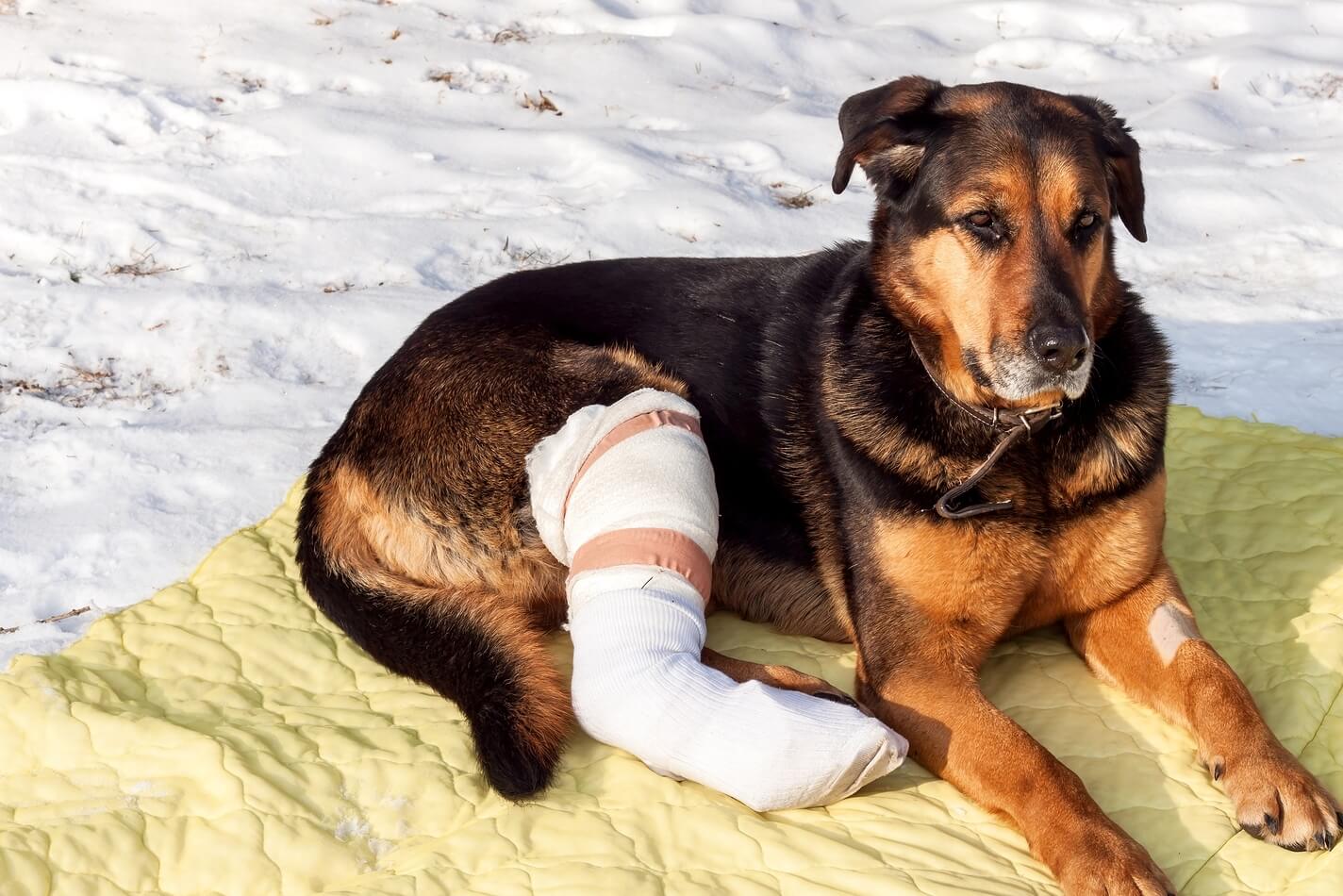 Why Should My Dog Limping Get Reason Pets Nurturing
