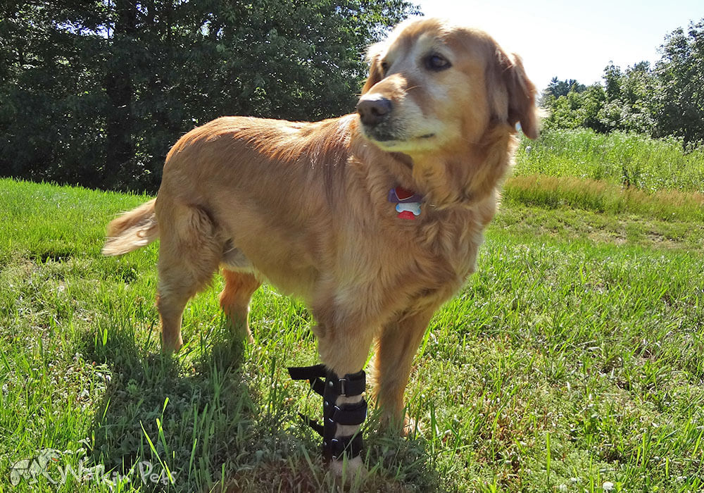 Why Should My Dog Limping?: Get Reason | Pets Nurturing