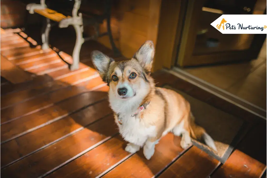 Dog Limping back Leg