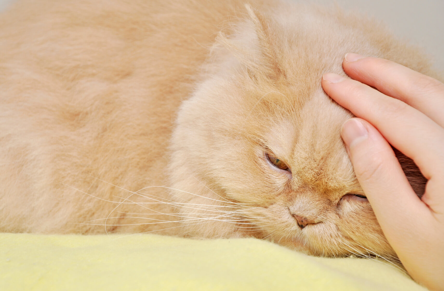 You Should Aware of Dying Cat Symptoms Pets Nurturing