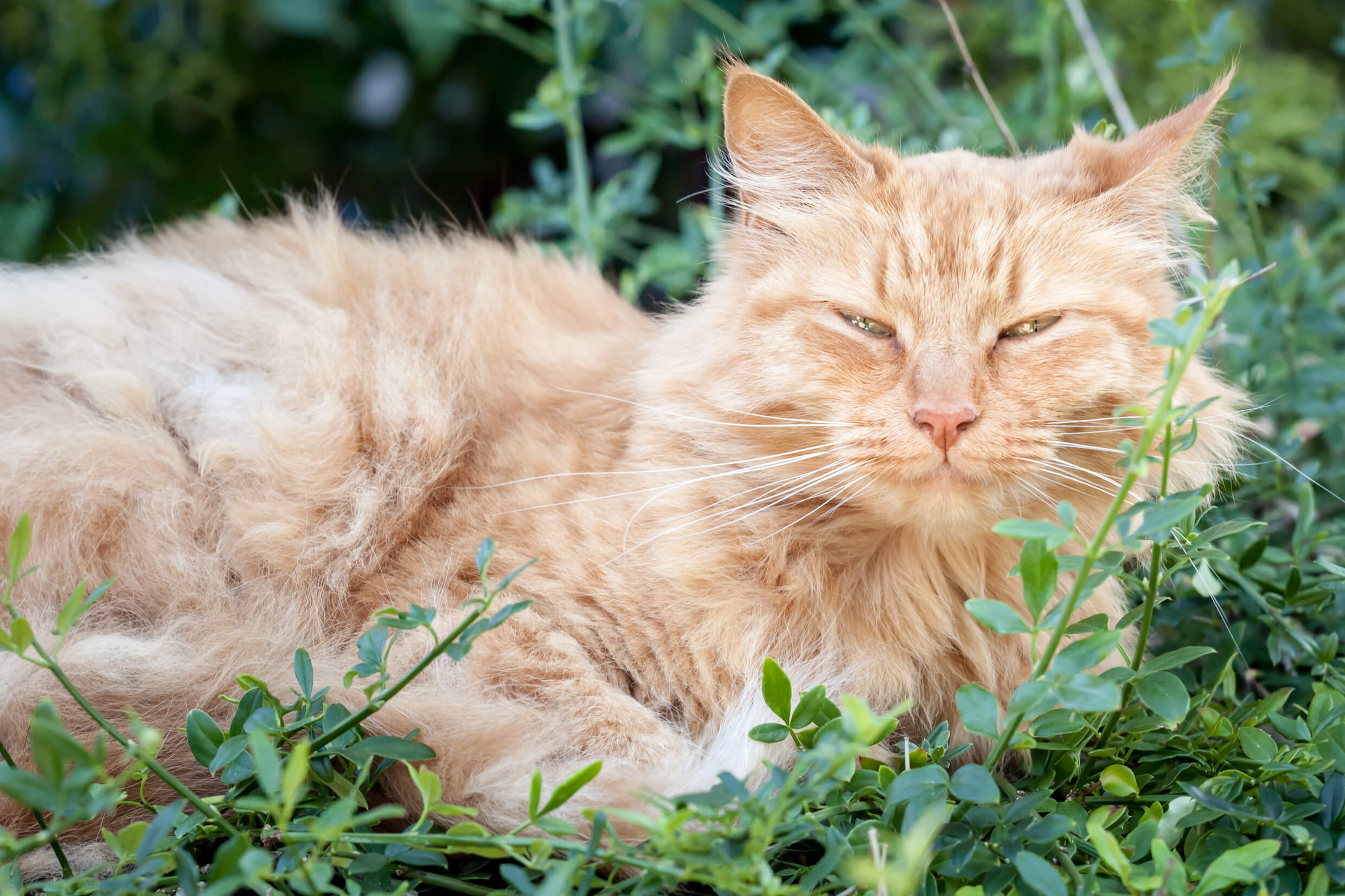 You Should Aware of Dying Cat Symptoms | Pets Nurturing