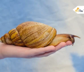 Giant African Land snail