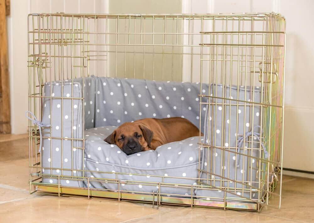 Overnight Crate Training Dog at Jesse Schramm blog