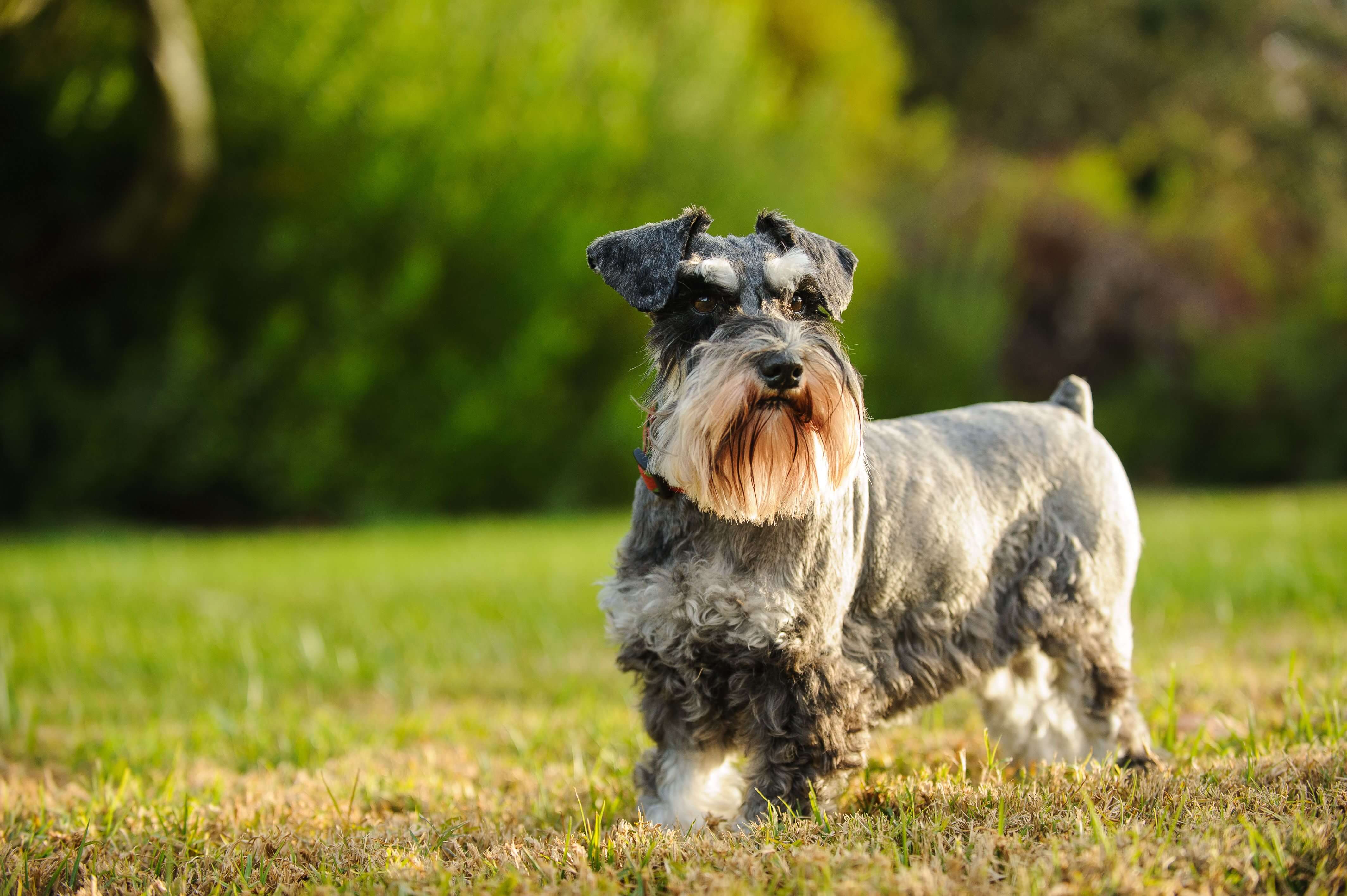 feist dog breed shedding