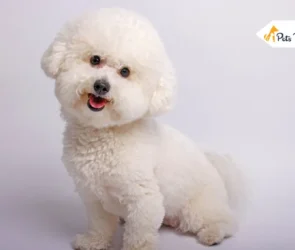 Non Shedding Dogs