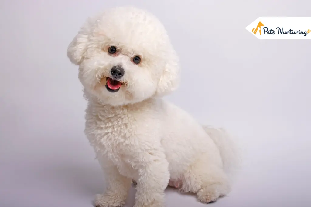 Non Shedding Dogs