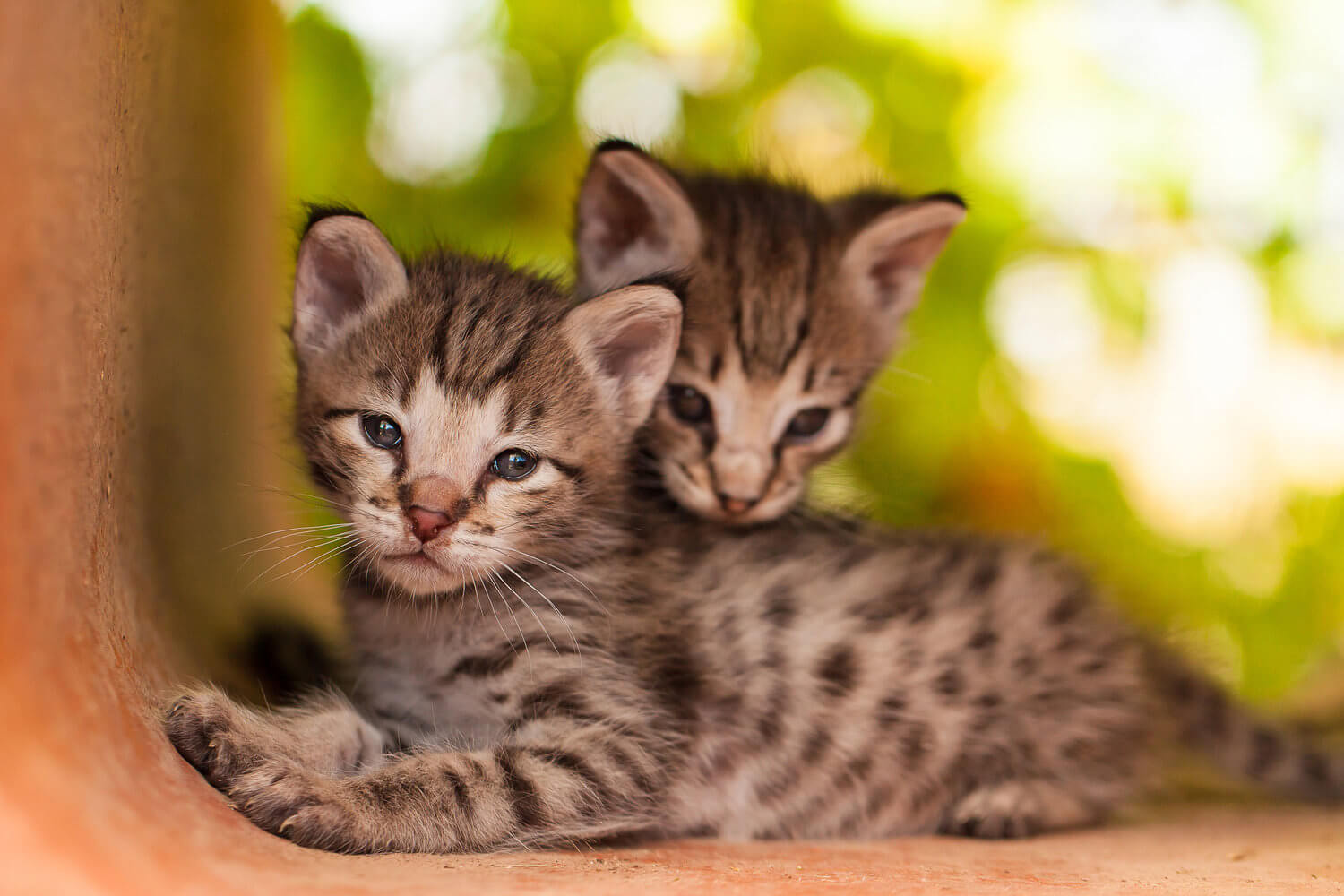 5 Interesting Facts About Savannah Cat Breeds Pets Nurturing