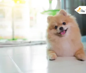 Small House Dog