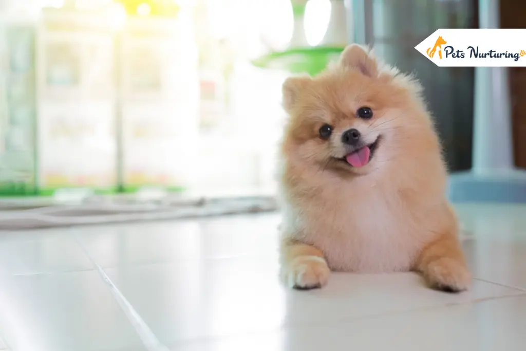 Small House Dog