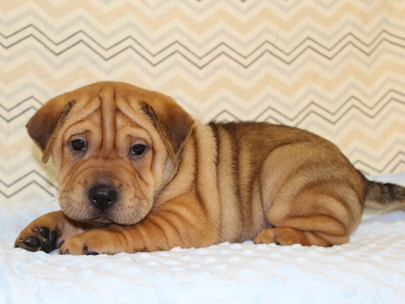 basset hound shar pei mix puppies