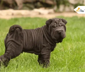 Walrus Dog breed