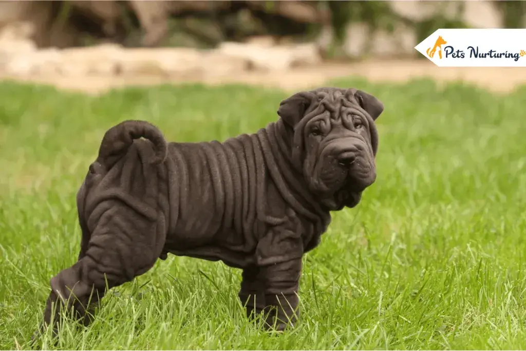 Walrus Dog breed