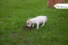 Why Do Dogs Eat Poop