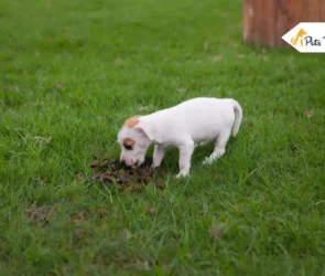 Why Do Dogs Eat Poop