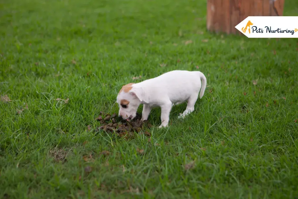 Why Do Dogs Eat Poop