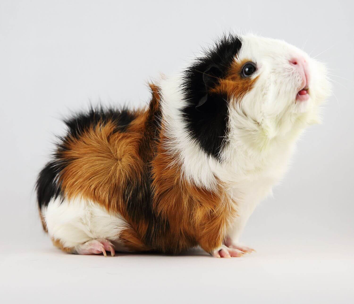 Ultimate Guide About Abyssinian Guinea Pig | Pets Nurturing