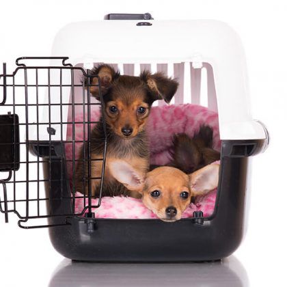 Can dogs have Down syndrome? | Pets Nurturing