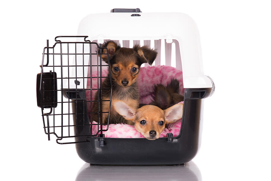 Best Guide For How To Crate Train A Dog Pets Nurturing