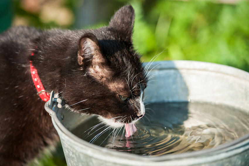 Cat not eating or drinking is an emergency. the Way of Cats