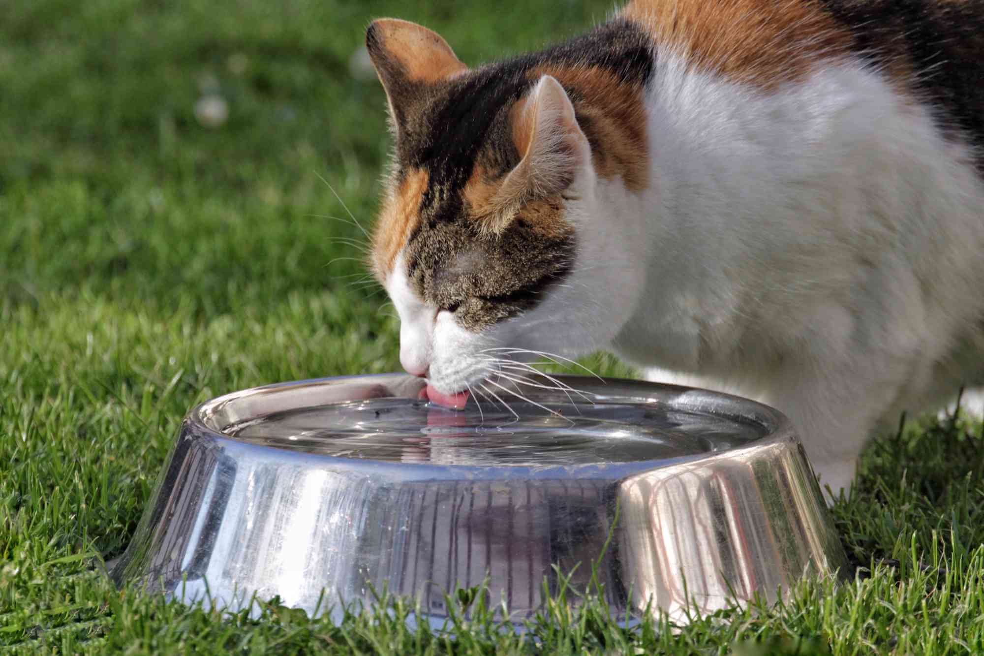 Cats Drinking A Lot Of Water