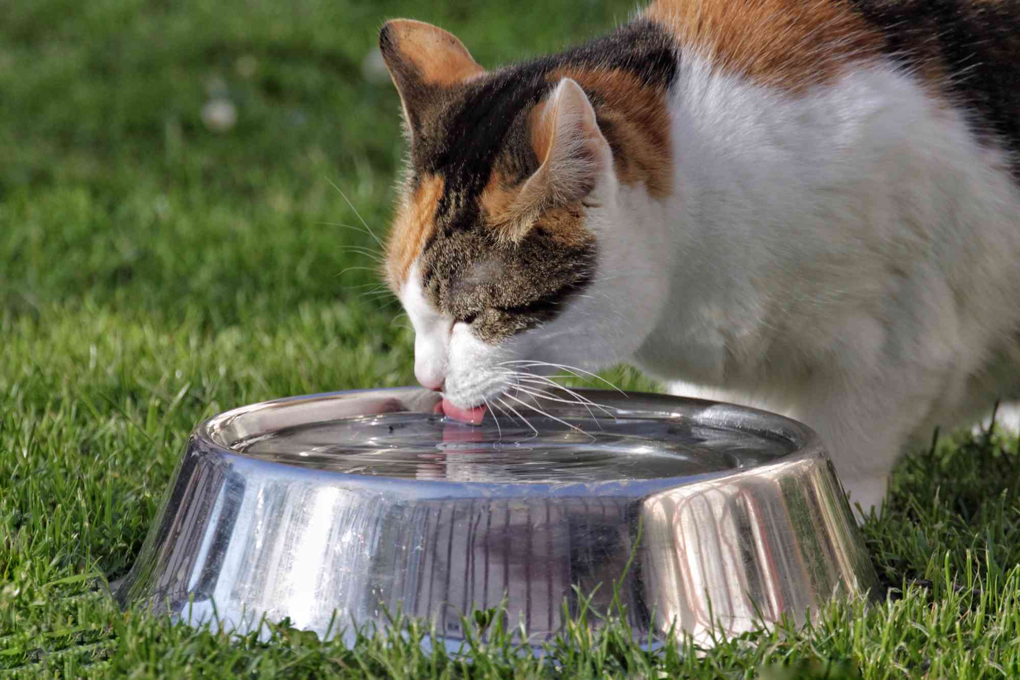 Why My Cat Drinking A Lot Of Water? | Pets Nurturing