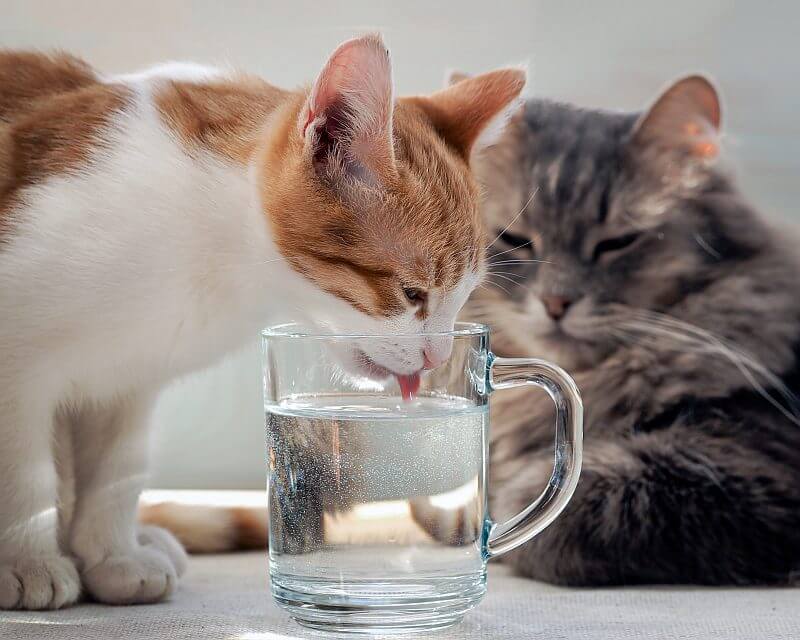Why My Cat Drinking A Lot Of Water? Pets Nurturing