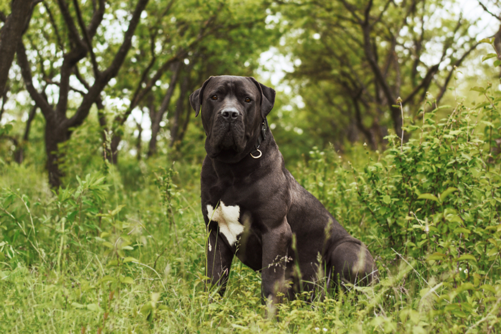 Coat and Color of Boerboel