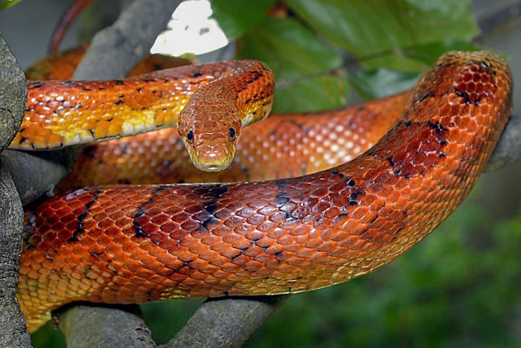 Corn Snake Things Should Definitely Know Pets Nurturing