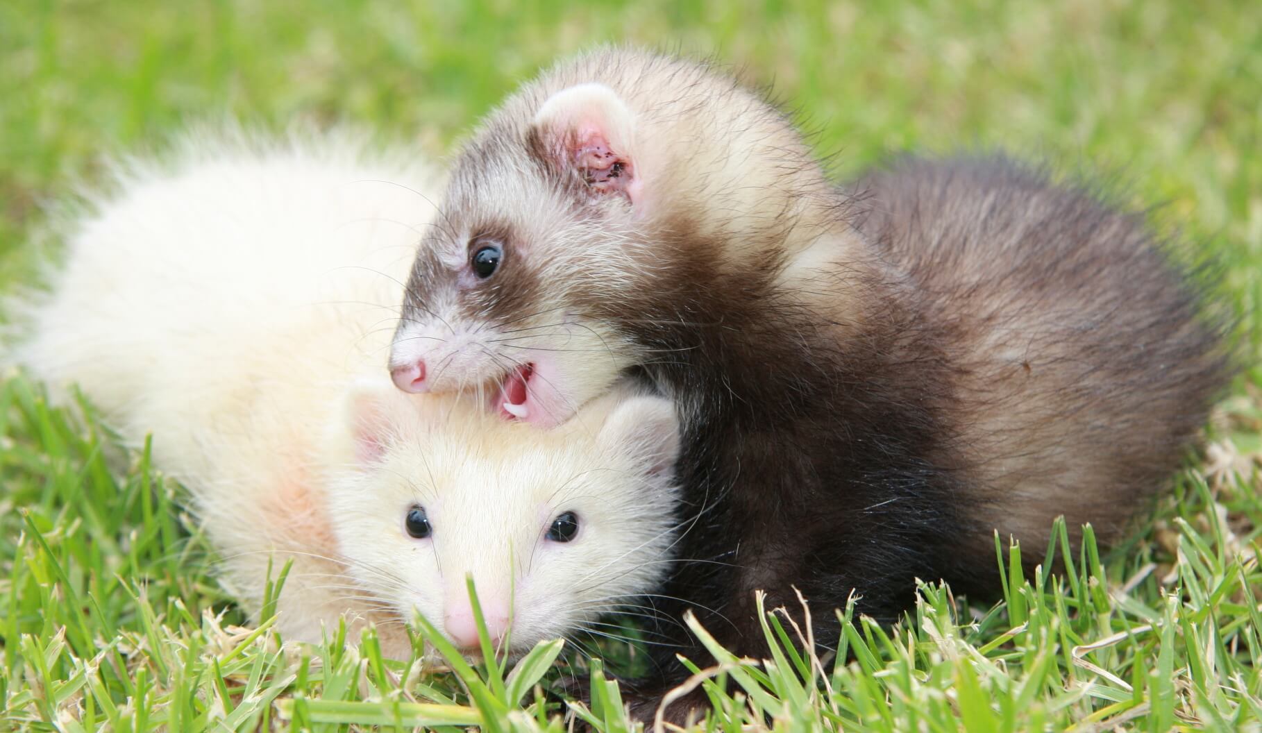 All You Need To Know About Pet Ferrets | Pets Nurturing