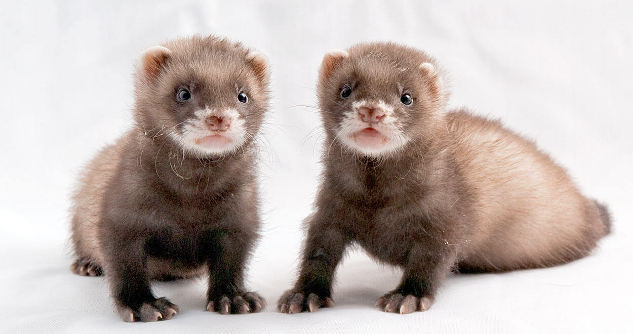 Ferrets as Pets Things You Need to Know Before Getting Them